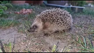 Igel Baby ruft nach der Mama