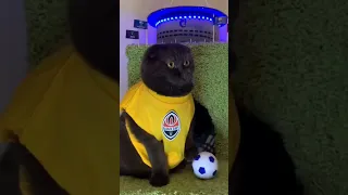 Коты поют гимн Лиги чемпионов | Cats sing UEFA Champions League song