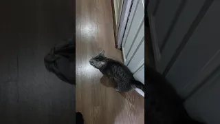 самый голодный кот в мире)
