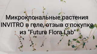 Микроклональные растения INVITRO (ИНВИТРО) в геле от лаборатории " Future Flora Lab". Мой отзыв.