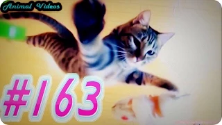 Приколы с животными №163   Животные развлечения  Смешные животные  Animal videos