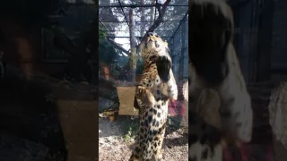 Танцующий тигр в Черкасском зоопарке...