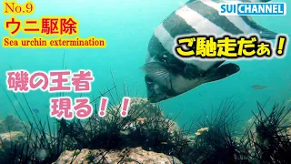 【ウニ駆除 第９弾】海藻もっさもさ！遂にウニ駆除の効果が現れ始めたのか！？Exterminate sea urchins to protect seaweed and sea environment
