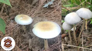 Magic Mushrooms in The Wild Characteristics (Two Different Species)