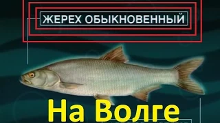 Диалоги о рыбалке -10- Ловля Жереха на Ахтубе, а также сома, судака на Ладоге.