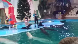 Шоу дельфинов и морских обитателей(Харьковский дельфинарий "НЕМО")2
