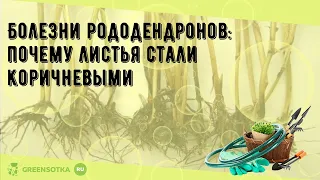 Болезни рододендронов: почему листья стали коричневыми