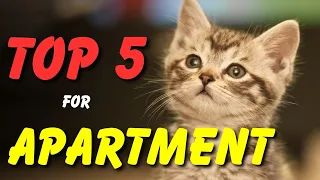 "Which are the BEST Cat Breeds for Apartments? Find Out Here!"