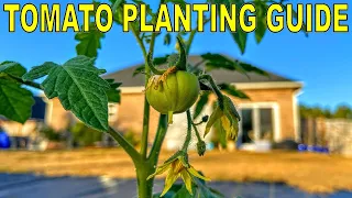 Complete Guide To PLANTING TOMATOES And FERTILIZING TOMATOES!