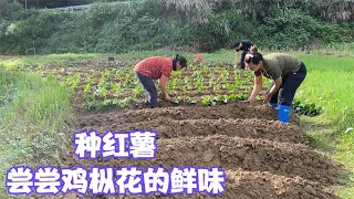 娜姐和老妈种完三种红薯，回家洗鸡枞花炖汤，鲜香四溢比鸡肉还好吃