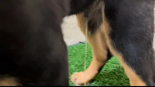 Puppy Uses Dog Potty Hacked Urine Bowl “WORKS💯👌”