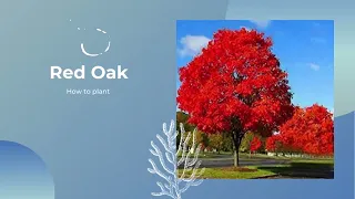 How to plant a Red oak tree