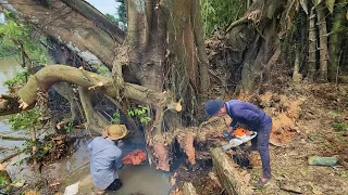 Skills | Sawing a super giant ancient tree / Kĩ năng | Cưa cây cổ thụ siêu khủng lồ | T396