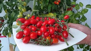 Growing Tomatoes in Pots with All Stages from Seed to Harvest. How to Grow Tomatoes in Pots❓