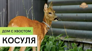 Косуля   Содержание и разведение в домашних условиях  Дом с хвостом