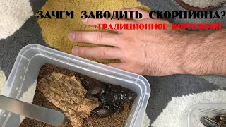Скорпионы - зачем их заводить? Небольшое кормление
