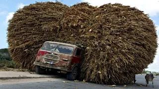 Dangerous Idiots Biggest Logging Wood Truck Operator Skills, Fastest Climbing Wood Truck Driving