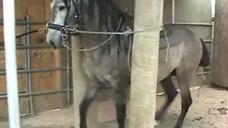 Dancing Andalusian - 3 1/2 year old ; Trainer - Gustavo Lopez; guslopez.com