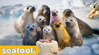 4K Seal Video : Documentary Film | Definitely Not The SEALOOK Official