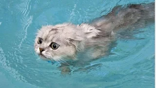 Смешные коты в воде) (Funny Cats in Water Compilation)