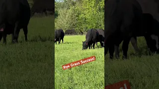 Rye Grass rotational Grazing