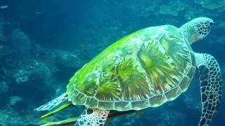 It's Better in Bohol--Diving Balicasag Island, Philippines (HD)