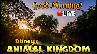🔴 Disney’s ANIMAL KINGDOM! Rides, Shows, Fun Facts & More! Disney World Live Stream #disneyworld