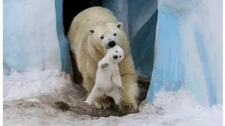 Новосибирские белые медведи, в зоопарке пополнение. White bears in the Novosibirsk zoo