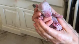 Heartwarming Journey of Tiniest Puppy in the world survived Premature from a day old age