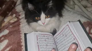 القط يستمع لقراءة القرأن الكريم # القط يستمع إلى القرأن الكريم #