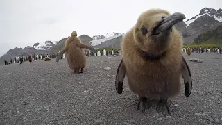 The Secret Life Of Penguins Time Lapse