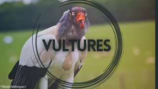 5 facts YOU DIDN'T KNOW about VULTURES! 🦅😱😱