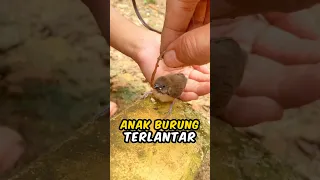 ANAK BURUNG TERLANTAR