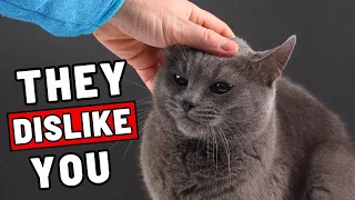 Body Language: 11 Easy-to-Miss Clues Your Cat Secretly Doesn't Like You