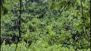 Шум дождя и грома летним днём для крепкого сна, видео релакс от бессонницы