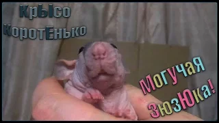 Крыса Сфинкс | Могучая ЗюзЮка! (Fancy Rats)