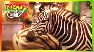 ZOBOOMAFOO - BEAUTIFUL HORSES | Full Episode | Animal Shows For Kids | TV Shows For Children