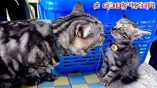 Funny Animal Videos 2023 - Funniest Dogs and Cats Videos #94