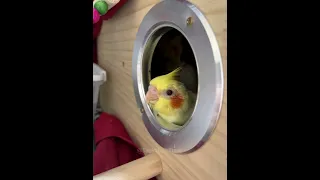 Pete the Cockatiel: From Egg to Singing Star | Cockatiels Craze