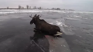 СПАСЕНИЕ ЛОСЯ В ТАТАРСТАНЕ. ПОМОЩЬ МЧС. ОПАСНЫЙ ЛЁД. ЕЗДА НА ГРАНИ. ШЕРП НЕ ПОДВЕЛ. MOOSE RESCUE