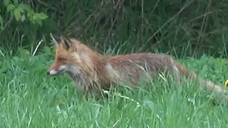 56 A KETTU REPOLAINEN FOX KURKI GRUS GRUS