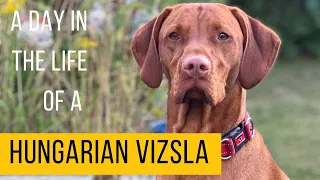 A day in the life of a Hungarian Vizsla