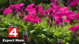 Metro Detroit gardening store is oasis for community as plant prices rise