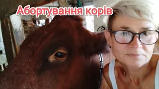 Причина/Наслідки/Лікування корів після абортації ☝️