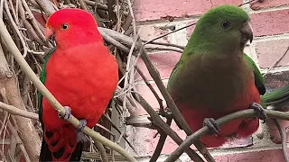 Wild king parrots!! Casual Chaos and Cuteness #39