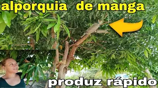 técnica pra iraiza qualquer frutífera sem gastar 1 real