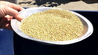 Growing Mustard Seeds from the Spice Cabinet