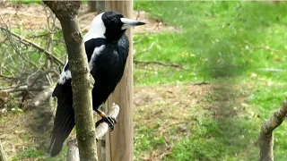 Australian Magpies at Copenhagen Zoo - 03/05/23