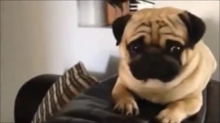 Extreme funny Pug compilation