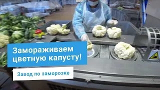 Цветная капуста и брокколи - линия заморозки 2000 кг/час. Мойка и шоковая заморозка овощей на заводе